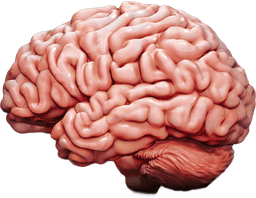 Brain 2